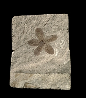 Miocene Gallery: Porana oeningensis