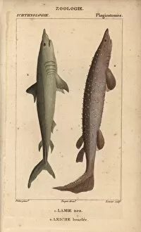Dogfish Collection: Porbeagle, Lamna nasus, and spiny dogfish