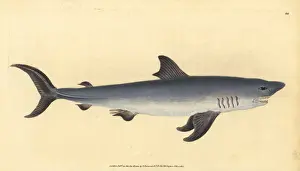 Porbeagle, Lamna nasus. Vulnerable