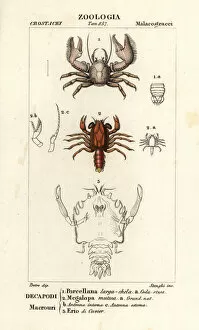Crustacean Collection: Porcelain crab, shrimp and extinct crustacean