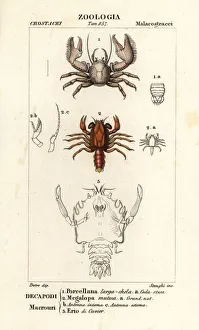 Crustacean Collection: Porcelain crab, shrimp and extinct crustacean