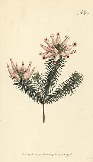 Porcelain heath, Erica ventricosa