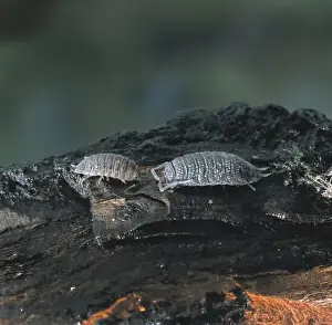 Porcellio sp. woodlouse