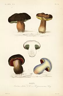 Porcini mushroom, Boletus edulis, and lurid