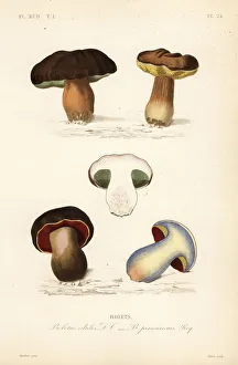 Porcini mushroom, Boletus edulis, and lurid Porcini mushroom, Boletus edulis, and lurid