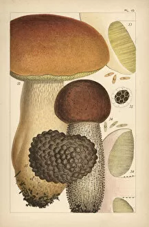 Mushroom Collection: Porcino mushroom, birch bolete, and summer truffle