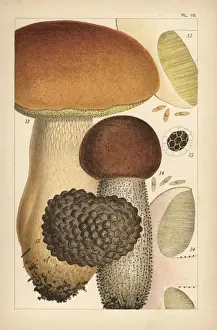Mycology Prints: Porcino mushroom, birch bolete, and summer truffle