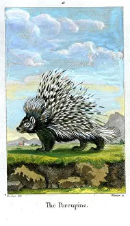 Porcupine