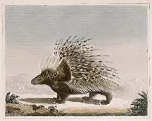 Effectiveness Prints: PORCUPINE