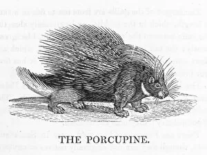 Bewick Collection: Porcupine (Bewick)