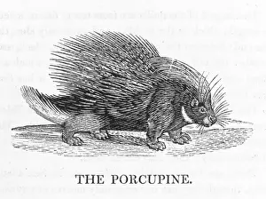 Bewick Prints: Porcupine (Bewick)