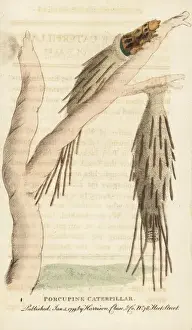 Naturalistspocketmagazine Prints: Porcupine caterpillar of the bagworm moth, Psychidae species