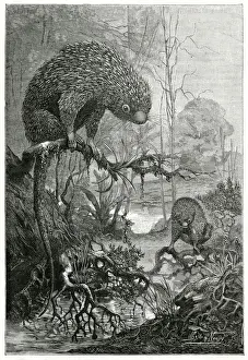 Captivity Prints: PORCUPINE MEXICAN TREE