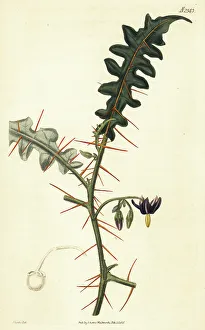 Weddell Prints: Porcupine tomato, Solanum pyracanthos