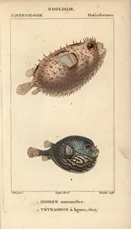 Hippolyte Prints: Porcupinefish, Diodon holocanthus, and pufferfish