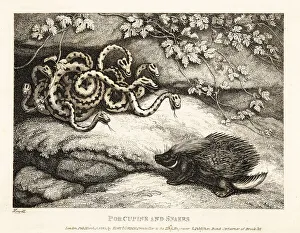 Gay And Phaedrus Prints: A porcupine's sharp quills drive out a nest of snakes from a cav