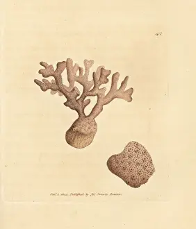 Subjects Prints: Porella compressa