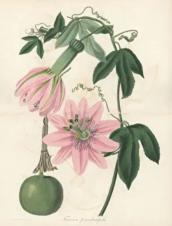 Flowered Prints: Poro poro or gulupa, Passiflora pinnatistipula