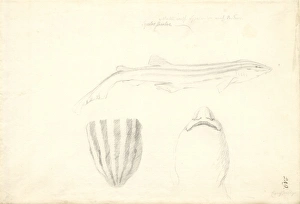 Elasmobranch Collection: Poroderma africanum