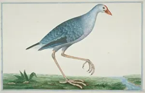 Loten Prints: Porphyrio porphirio poliocephalus, purple swamphen
