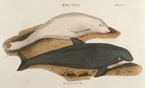 Delphinapterus Prints: Porpoise and Beluga