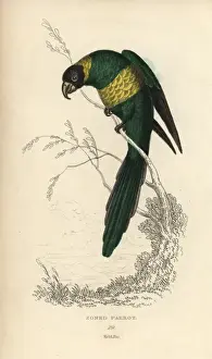 Psittacus Prints: Port Lincoln ringneck, Barnadius zonarius