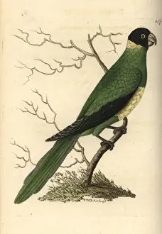Psittacus Prints: Port Lincoln ringneck, Barnadius zonarius