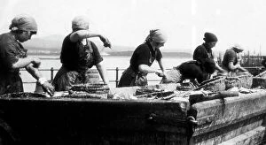 Images Dated 23rd August 2018: Port St. Mary Isle of Man gutting herring early 1900s