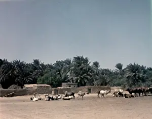 Port Sudan - Sudan