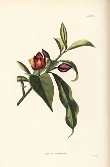 Shrub Prints: Port wine magnolia, Michelia figo