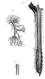 Images Dated 19th October 2011: Portal Vein 18th C