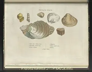 Sowerby Prints: Portland Stone fossils
