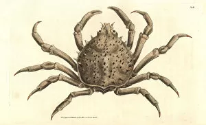 Portly spider crab or notched libinia, Libinia emarginata