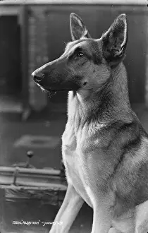 Ears Prints: Portrait of an Alsatian Dog