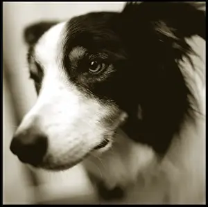 Portrait of a collie dog
