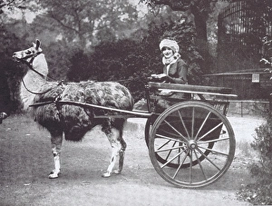 Images Dated 22nd April 2016: A portrait of Gaby Deslys adopting a novel from of transport