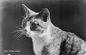 Whiskers Prints: Portrait of a Ginger Cat