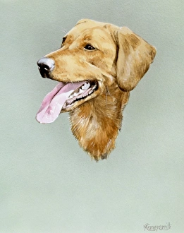 Dogs Collection: Portrait of a Golden Labrador