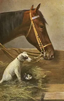 Portrait of a horse, a dog and a cat in the stables