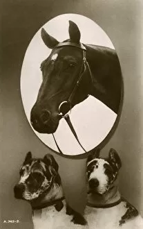 Horses Gallery: Portrait of a horse and two hounds