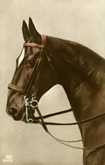 Horses Gallery: Portrait of a horse wearing a double bridle