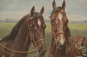 Horses Gallery: Portrait of two horses