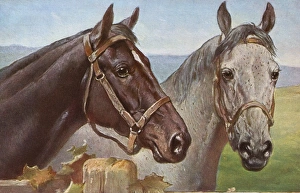<b class=qtipBold><figcaption>Portrait of two horses</figcaption></b><br>Portrait of two horses Date: circa 1910s<br><em>© Mary Evans / Grenville Collins Postcard Collection</em> Portrait of two horses