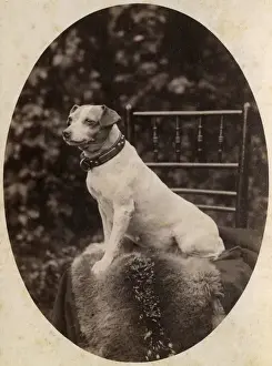 Portrait of a Jack Russell terrier dog