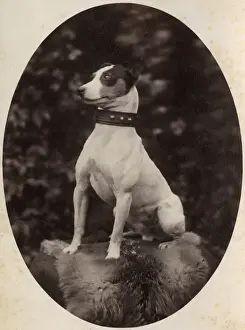 Portrait of a Jack Russell terrier dog