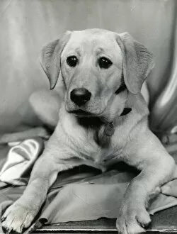 Portrait of a Labrador puppy