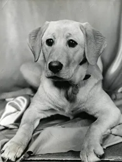 Paws Gallery: Portrait of a Labrador puppy
