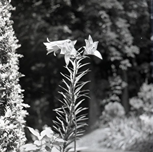 Lily Gallery: Portrait of a lily in flower