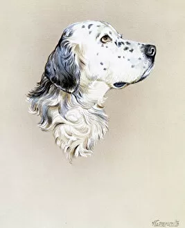 Dogs Collection: Portrait painting of an English Setter Dog
