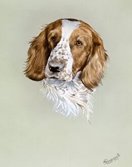 Dogs Collection: Portrait painting of a spaniel